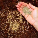 Engels Raaigras Gazonzaad 5 kg (200 m²) - Snelle Kieming, 33% Korting!