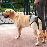 Honden hefharnas Grijs Maat XL - 32% Korting