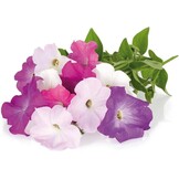 Hydrocultuur Petunia Kweekcapsules voor Smart Garden | 3 stuks | Biologisch afbreekbaar | GMO-vrije zaden | Zonder pesticiden | Eenvoudig | Kiemgarant