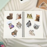 Cobee Stickerset met grappige katten, schattige, waterdichte vinylstickers, mooie stickers voor kattenliefhebbers, voor op je waterfles, in een plakboek, op je telefoon, 50 stuks