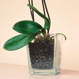 R&R SHOP – Geëxpandeerde klei voor planten, neutrale PH, ideaal voor kieming, beluchting, drainage, verbetering van de plantengroei – 2L