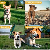 Honden grondanker spiraal - Extra stabiel (max 100kg) - 31% korting!
