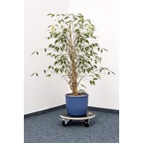 Metafranc Plantenroller Ø 380 mm - 200 kg draagkracht - zeefdrukplaat - PA-wielen - vergrendeling - waterafstotend/meubelroller/onderzetter met wielen/transporthulp voor planten / 822040