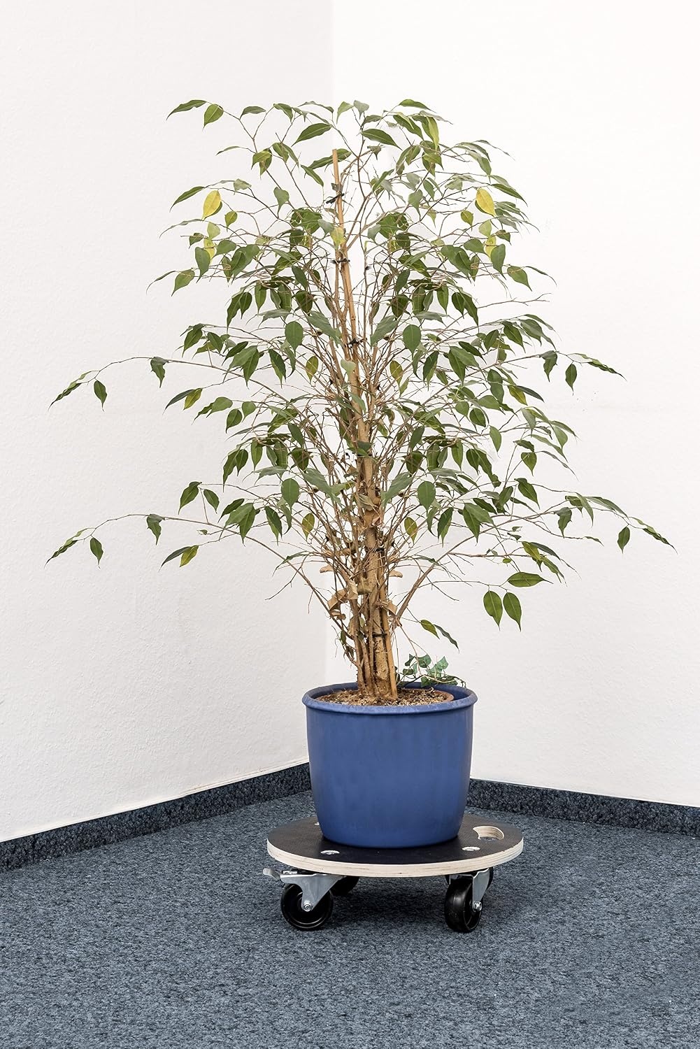 Metafranc Plantenroller Ø 380 mm - 200 kg draagkracht - zeefdrukplaat - PA-wielen - vergrendeling - waterafstotend/meubelroller/onderzetter met wielen/transporthulp voor planten / 822040