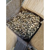 vidaXL Scherm 500x100 cm bamboe
