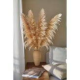 Gedroogd Pampasgras Beige XXL 120 cm - 11 Natuurlijke Pluimen (32% Korting)