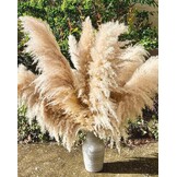 Gedroogd Pampasgras Beige XXL 120 cm - 11 Natuurlijke Pluimen (32% Korting)