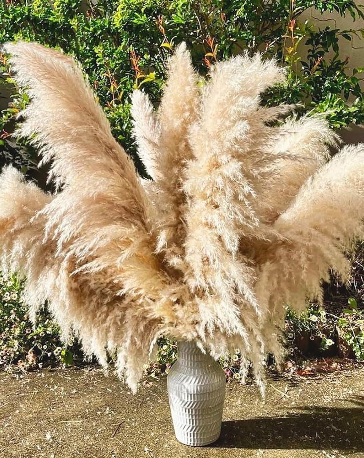 Gedroogd Pampasgras Beige XXL 120 cm - 11 Natuurlijke Pluimen (32% Korting)