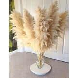 Gedroogd Pampasgras Beige XXL 120 cm - 11 Natuurlijke Pluimen (32% Korting)