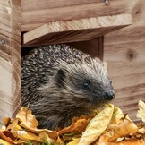 Relaxdays Egelhuis, bouwpakket, egelhuis met bodem, bruin