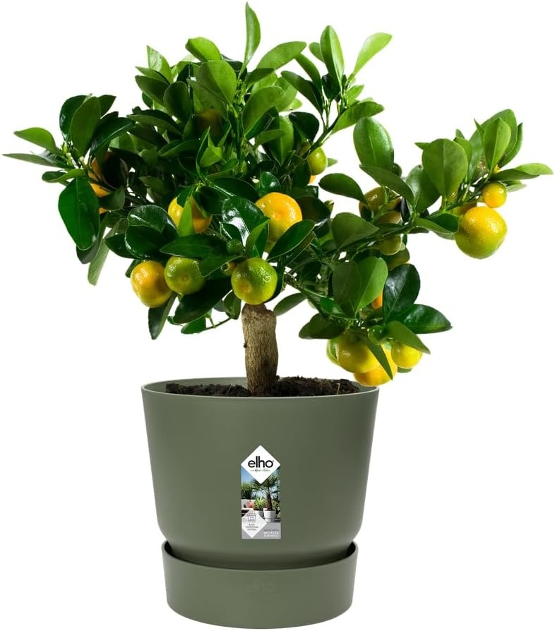 Elho Greenville Round 30cm Bloempot - Blad Groen