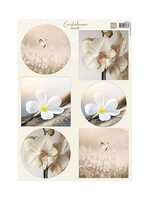 VK9624 - Condoleance - Orchid