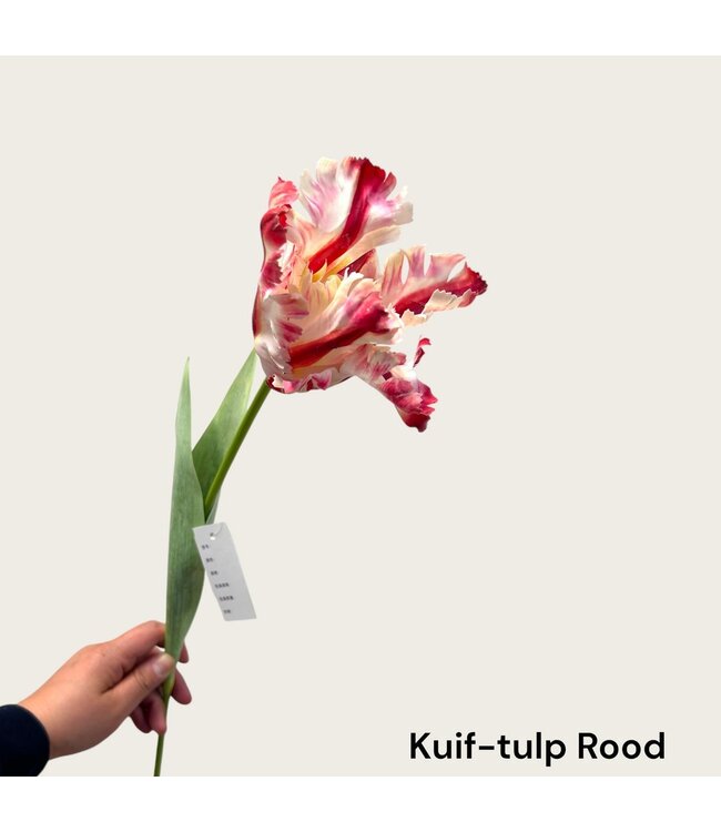 QMF Trading Kuif-tulp | Zijden kunstbloem | Lengte 73cm  1pcs