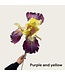 QMF Trading 2-stengelige iris | Zijden kunstbloem | Lengte 80cm  1pcs