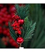 QMF Trading Appel kerstbloemcombinatie  | Zijden kunstbloem | Lengte 61cm  1pcs