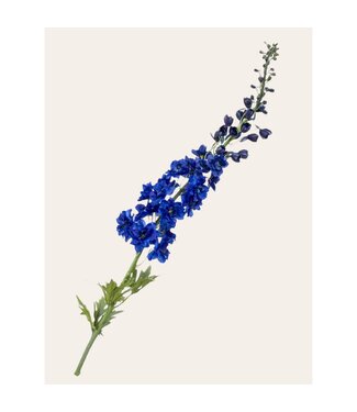 QMF Trading kunstbloem Delphinium blauw 130 cm Copy QMF Trading kunstbloem Delphinium blauw 130 cm Copy