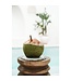 BAZAR BIZAR De Seagrass Shell Pan Coaster - Wit