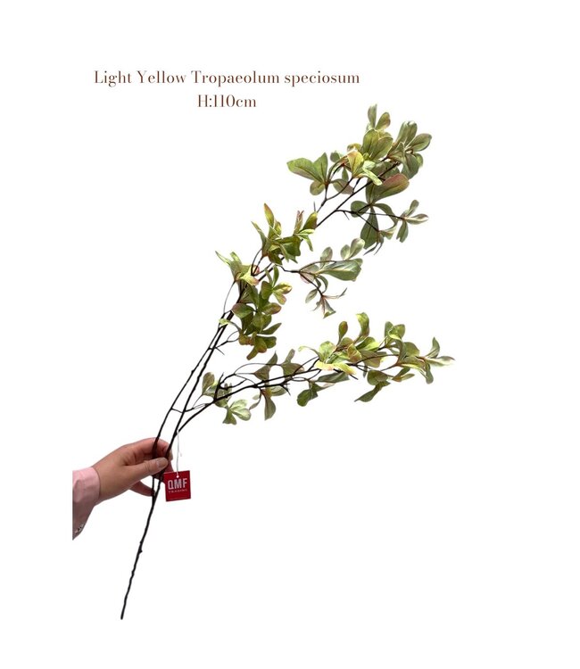 QMF Trading Tropaeolum speciosum Light Yellow | Zijden kunstbloem | Lengte 110 1pcs