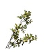 QMF Trading Tropaeolum speciosum Light Yellow | Zijden kunstbloem | Lengte 110 1pcs