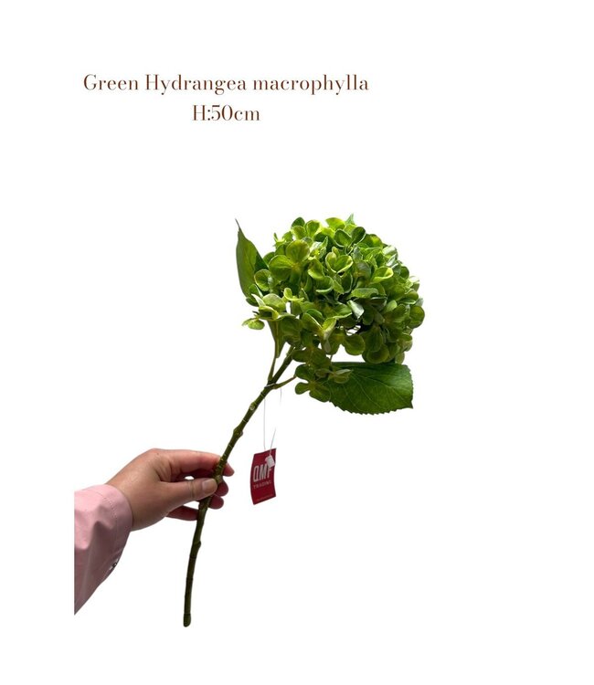 QMF Trading Artificial flowers Hydrangea Macrophylla Green | Zijden kunstbloem | Lengte 50 1pcs