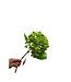 QMF Trading Artificial flowers Hydrangea Macrophylla Green | Zijden kunstbloem | Lengte 50 1pcs