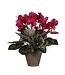 Mica Decorations Cyclaam Kunstplant in Bloempot Stan - H30 x Ø30 cm - Donkerroze