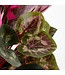 Mica Decorations Cyclaam Kunstplant in Bloempot Stan - H30 x Ø30 cm - Donkerroze