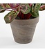Mica Decorations Cyclaam Kunstplant in Bloempot Stan - H30 x Ø30 cm - Donkerroze