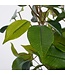 Mica Decorations Ficus Natasja Kunstplant in Bloempot Stan - H40 x Ø30 cm - Groen