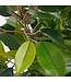 Mica Decorations Ficus Natasja Kunstplant in Bloempot Stan - H40 x Ø30 cm - Groen