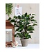 Mica Decorations Ficus Natasja Kunstplant in Bloempot Stan - H40 x Ø30 cm - Groen
