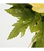 Mica Decorations Ranonkels Kunstbloemen Boeket - H35 x Ø26 cm - Oranje