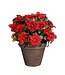Mica Decorations Azalea Kunstplant in Bloempot Stan - H31 x Ø26 cm - Rood
