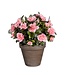 Mica Decorations Azalea Kunstplant in Bloempot Stan - H31 x Ø26 cm - Perzik
