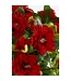 Mica Decorations Azalea Kunstplant in Bloempot Stan - H31 x Ø26 cm - Rood