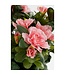 Mica Decorations Azalea Kunstplant in Bloempot Stan - H31 x Ø26 cm - Perzik