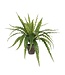 Mica Decorations Asplenium Kunstplant in Bloempot Stan - H54 x Ø66 cm - Groen