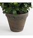 Mica Decorations Azalea Kunstplant in Bloempot Stan - H31 x Ø26 cm - Rood