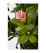 Mica Decorations Azalea Kunstplant in Bloempot Stan - H31 x Ø26 cm - Perzik