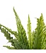 Mica Decorations Asplenium Kunstplant in Bloempot Stan - H54 x Ø66 cm - Groen