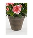 Mica Decorations Azalea Kunstplant in Bloempot Stan - H31 x Ø26 cm - Perzik