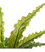 Mica Decorations Asplenium Kunstplant in Bloempot Stan - H54 x Ø66 cm - Groen