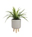 Mica Decorations Asplenium Kunstplant in Bloempot Stan - H54 x Ø66 cm - Groen