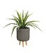 Mica Decorations Asplenium Kunstplant in Bloempot Stan - H54 x Ø66 cm - Groen