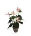 Mica Decorations Anthurium Kunstplant in Bloempot Stan - H40 x Ø30 cm - Lichtroze