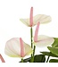 Mica Decorations Anthurium Kunstplant in Bloempot Stan - H40 x Ø30 cm - Lichtroze