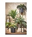 Mica Decorations Asplenium Kunstplant in Bloempot Stan - H54 x Ø66 cm - Groen