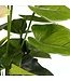 Mica Decorations Anthurium Kunstplant in Bloempot Stan - H40 x Ø30 cm - Lichtroze