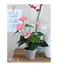 Mica Decorations Anthurium Kunstplant in Bloempot Stan - H40 x Ø30 cm - Lichtroze