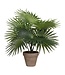Mica Decorations Palm Kunstplant in Bloempot Stan - H40 x Ø35 cm - Groen